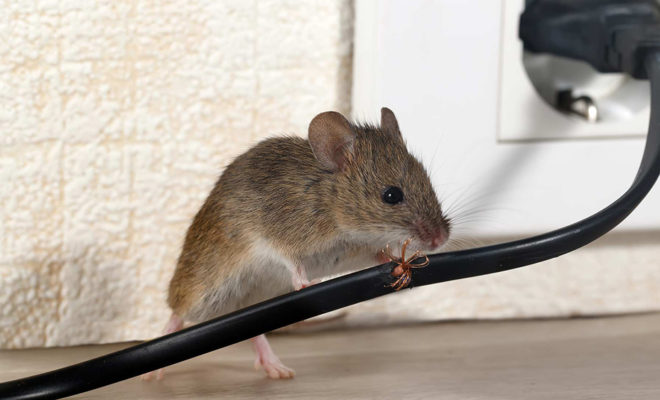3 Good Methods For Pest Control In A Home