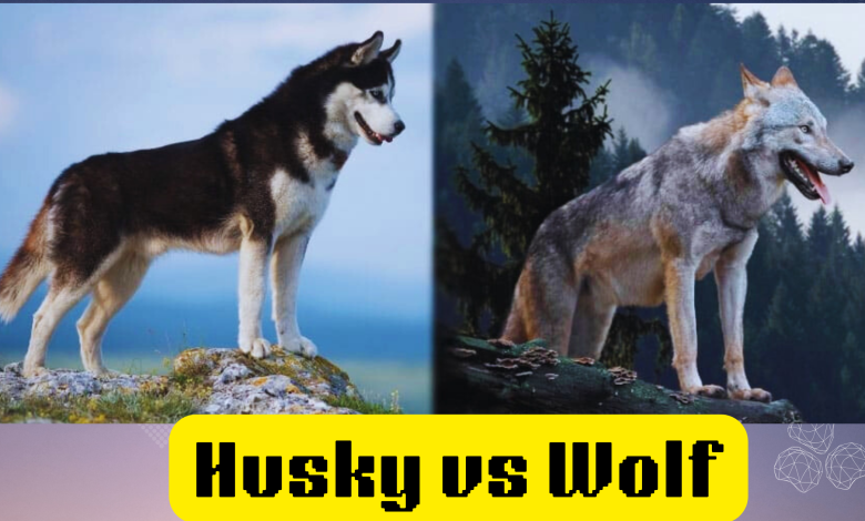 husky vs wolf
