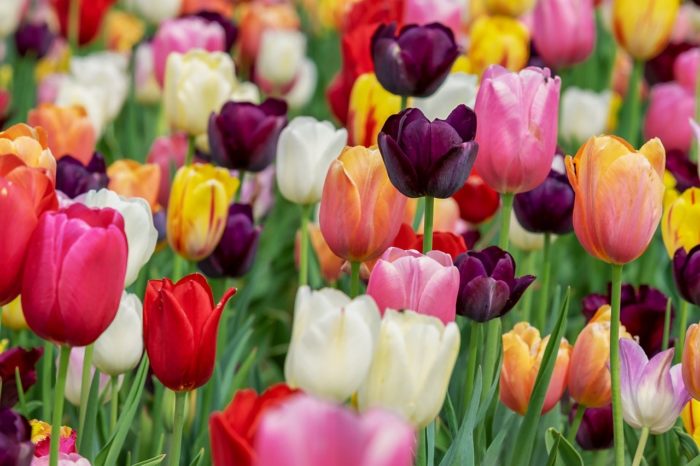 Overview of the world of tulips