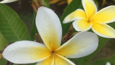 Tiare: a Tahitian flower with fantastic beauty properties