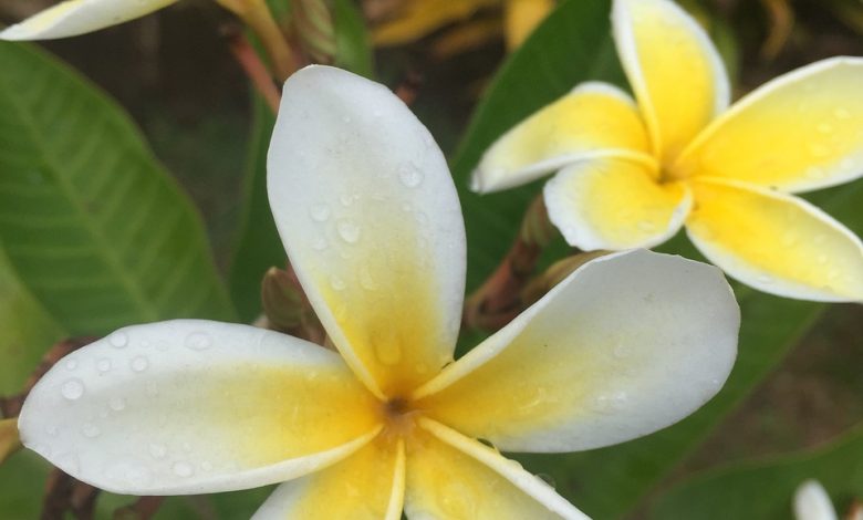 Tiare: a Tahitian flower with fantastic beauty properties