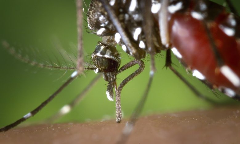 Mosquito repellent spray: the solution to fight mosquitoes?