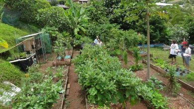 Organic is too expensive? Produce it in your garden!