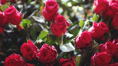 Why would an eternal rose be the perfect gift for a special someone?