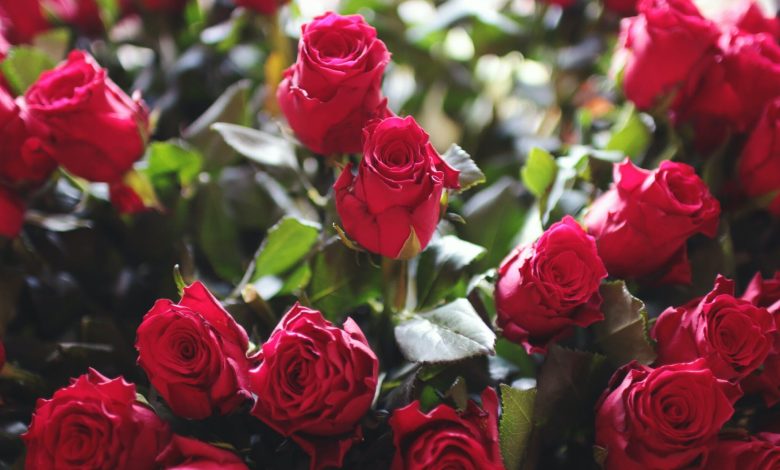 Why would an eternal rose be the perfect gift for a special someone?