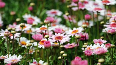 Which plants and flowers should you choose to create a beautiful garden?