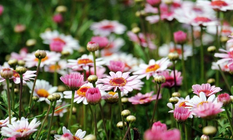 Which plants and flowers should you choose to create a beautiful garden?