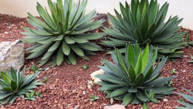 Agave, a natural decoration for your interior that resists heatwaves