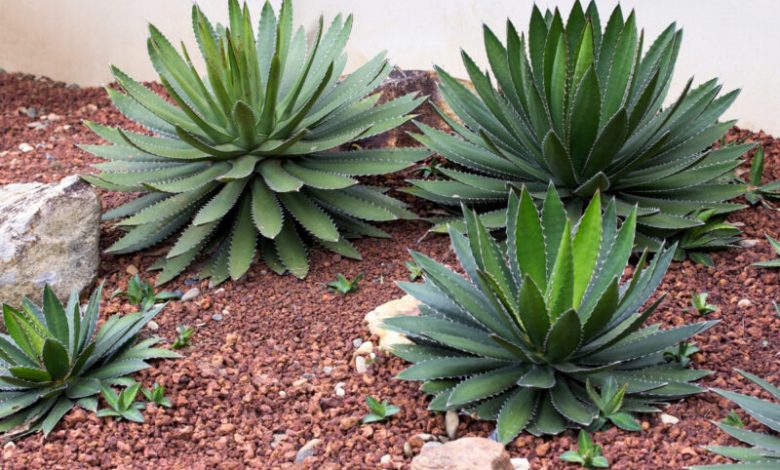 Agave, a natural decoration for your interior that resists heatwaves