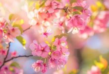 Cherry Blossoms You Can't-Miss: Japan's Unique Varieties