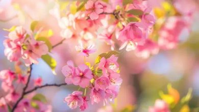 Cherry Blossoms You Can't-Miss: Japan's Unique Varieties