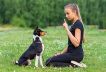 Esprit Dog, online training for future dog trainers