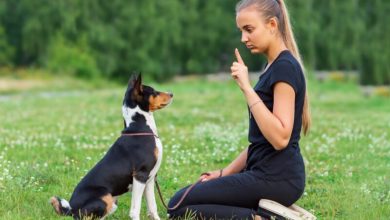 Esprit Dog, online training for future dog trainers