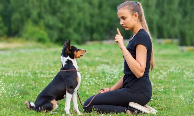 Esprit Dog, online training for future dog trainers