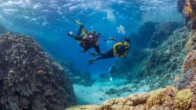 The most amazing diving spots to discover around the world